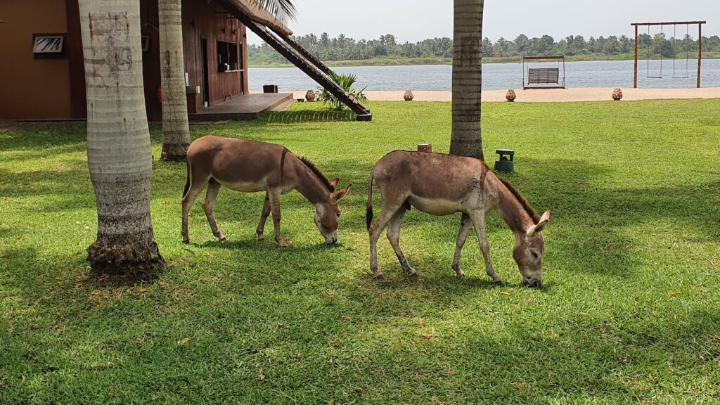 Amazon Taking Heat for Inhumane Donkey Products Sold by Third-Party Vendors