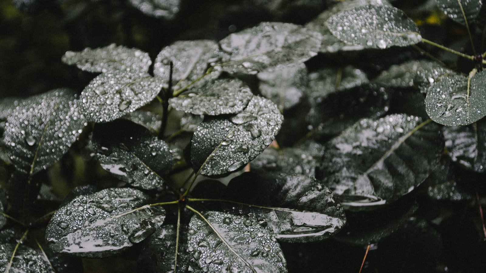 Check Out These Winning Pics of Plants, Fungi, Whales, and Dinosaurs