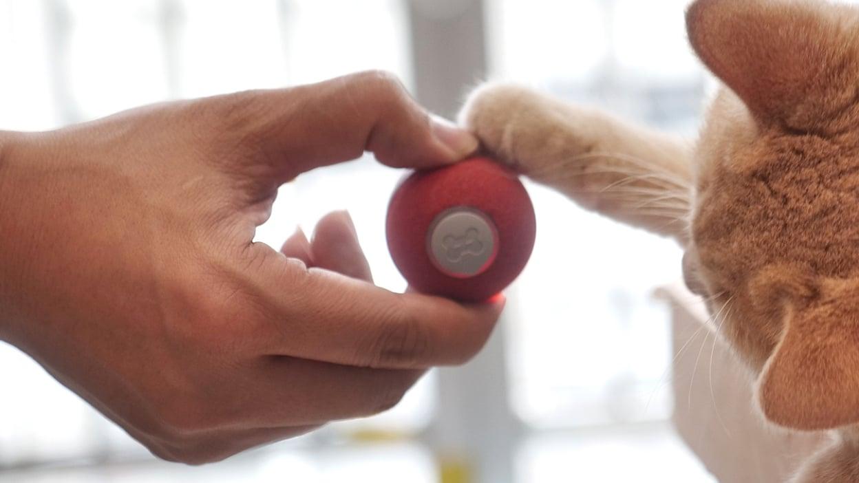 Pets are going crazy over this $20 interactive toy