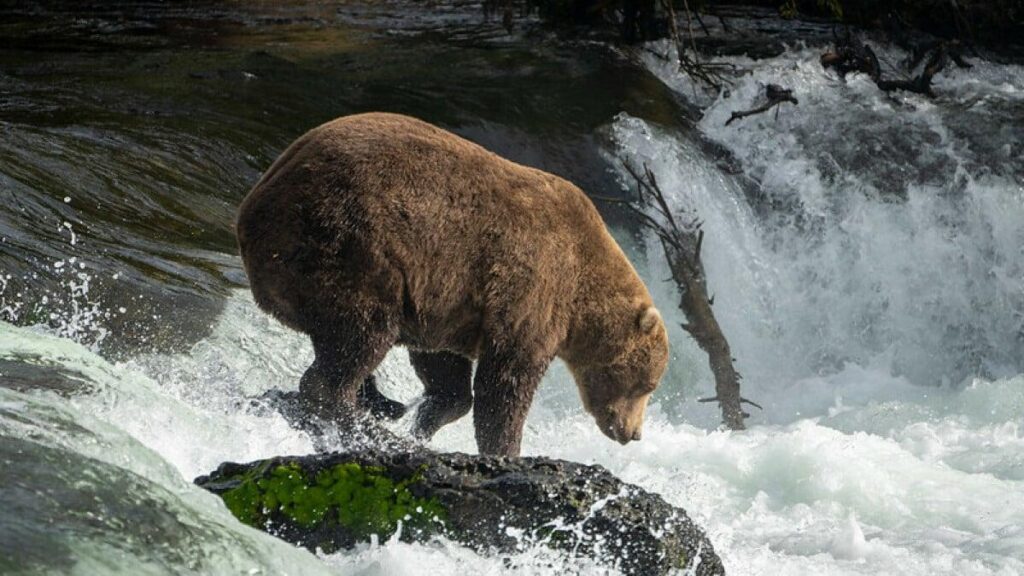 Fat bear ate 135,000 calories in 10 hours. And he’s not done.