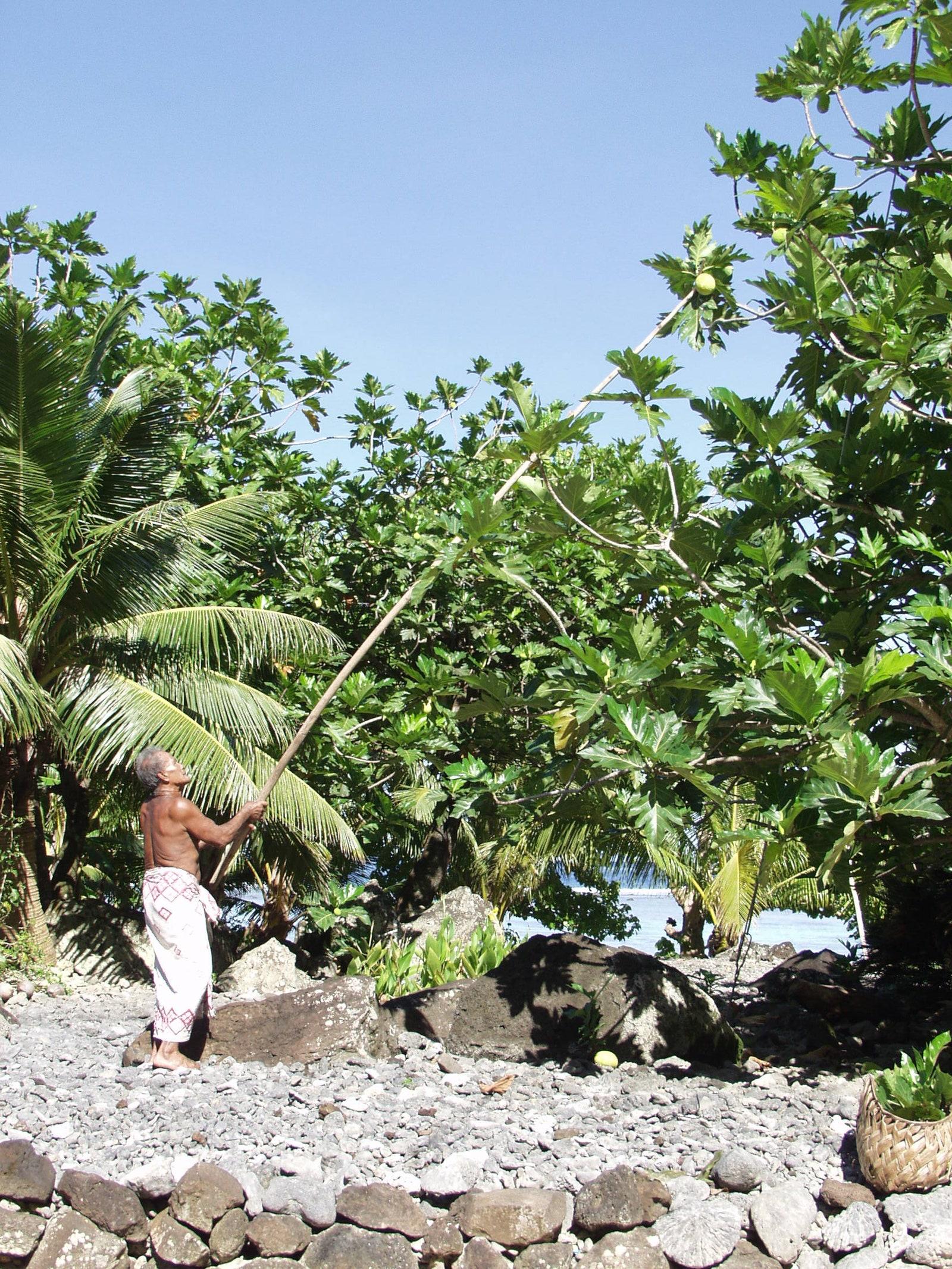 Breadfruit Is Here to Save the World